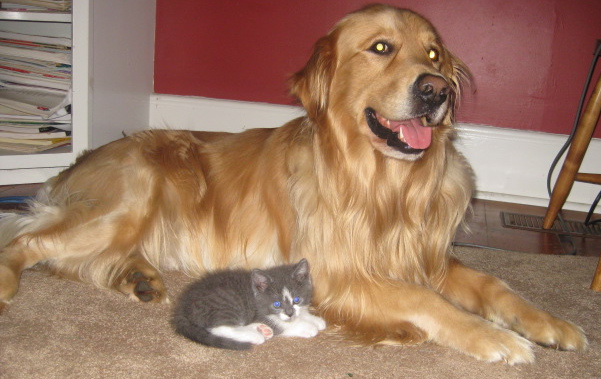 35 pictures of cats and dogs get along, cats and dogs pictures, cats and dogs are friends