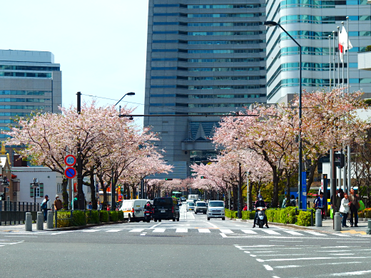 横浜みなとみらい桜並木