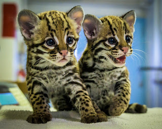 OCELOTS