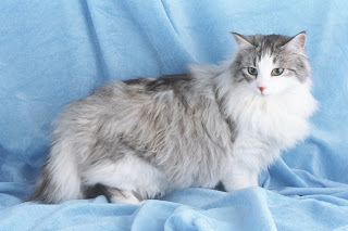 norwegian forest cats kitten pussycat grimalkin mace pisik kotka gat kocka kass pusa kissa gato katze macska kottur kakis kate qattus kot pisica katt kedi con meo kucing breeds pets huisdieren animaux de compagnie Haustiere animais Animale de companie animales domesticos cat domestic