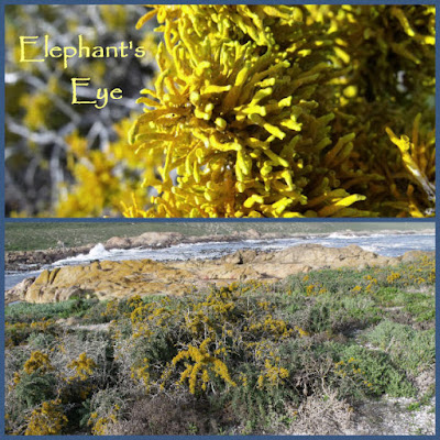 Yellow lichen at Cape Columbine