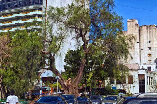 Árbol Dañado por Rayo