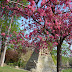 Parc de Monceau - printemps!