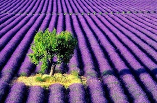 Gambar bunga lavender