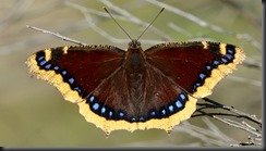 Mourning Cloak