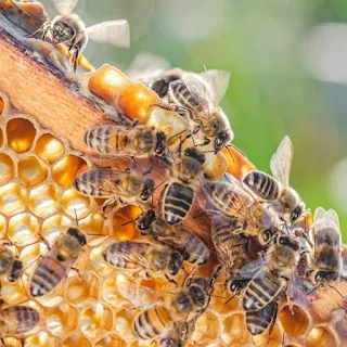 Honeybees.jpeg
