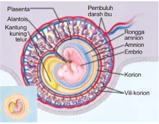 Bagian-Bagian Selaput Pembungkus Embrio