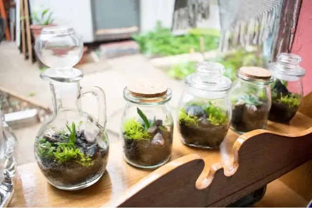 Best 10 Houseplants for Beginners