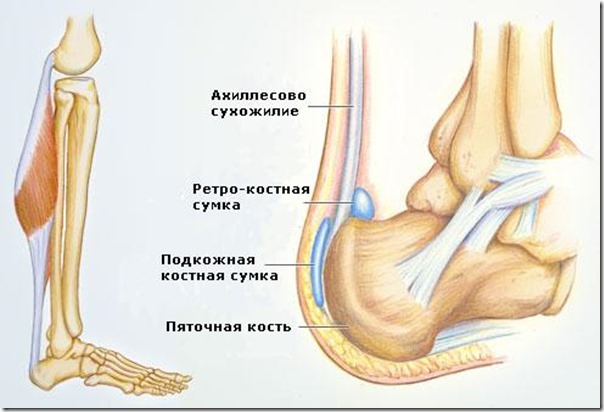 achilles_tendon