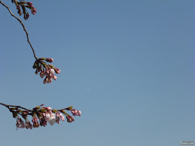 月と桜