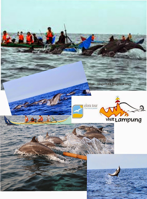 paket wisata lumba-lumba teluk kiluan