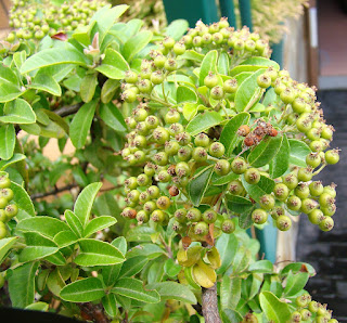 Espino de fuego o piracanta (Pyracantha coccinea M.Roem.).