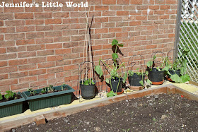 Vegetable patch in the garden