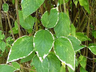 Polyscias guilfoylei - Faux caféier - Géranium aralia