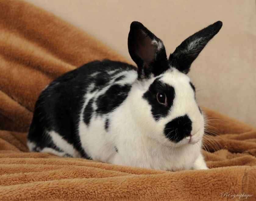 English Spot Rabbit