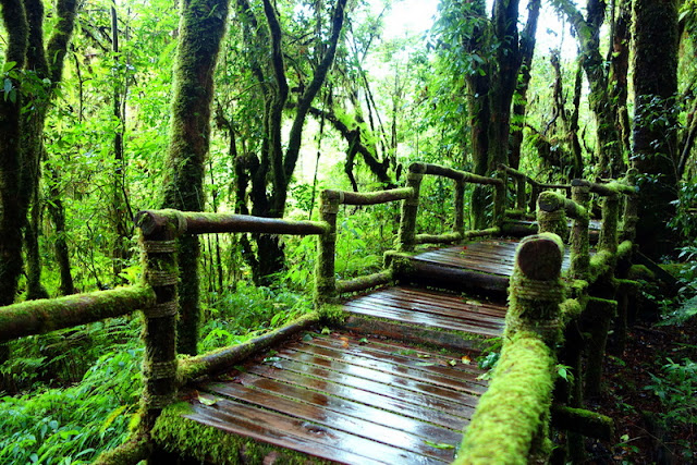 doi inthanon hike, doi inthanon trek, doi inthanon mountain, doi inthanon national park, doi Inthanon, trekking chiang mai doi Inthanon, doi inthanon national park trekking