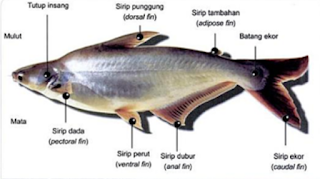 Morfologi Ikan Patin