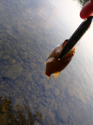 Potomac River smallmouth