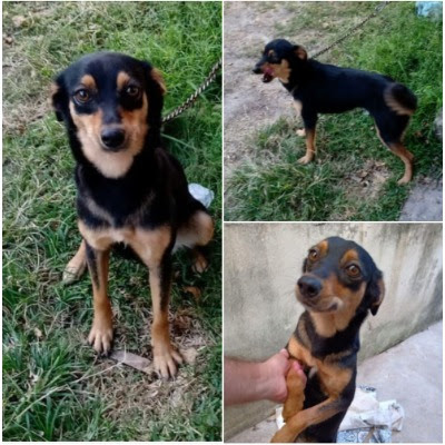 Cachorra que foi abandonada em uma lixeira disponível para adoção.