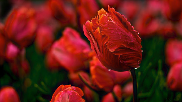 Flores Rojas Despues de la Lluvia