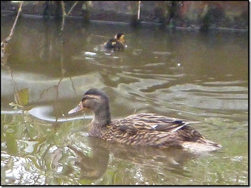 0946duck