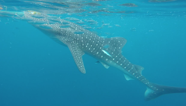 whale sharks oslob cebu philippines