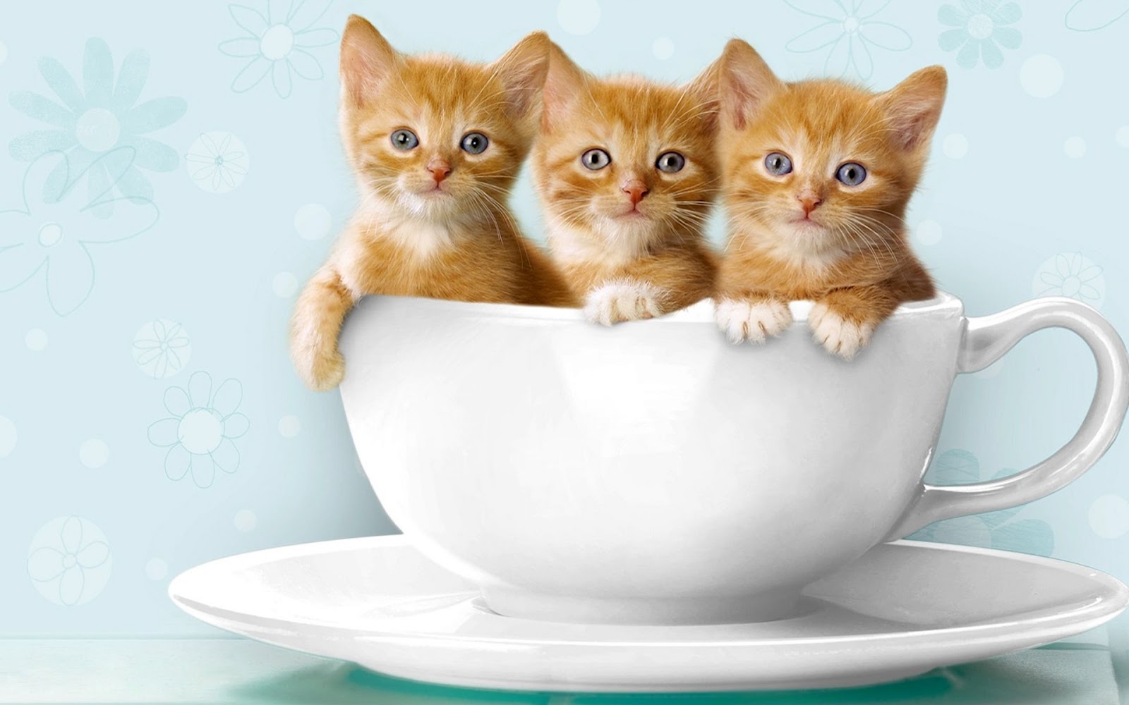 Gita Epic Foto Kucing Lucu