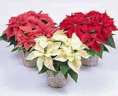 Imagenes De Flores Blancas Y Rojas - Árboles con bellas flores: color de la flor y época de floración