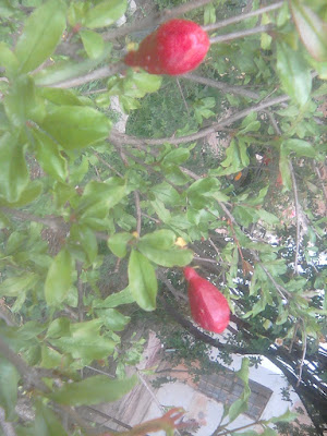 Pomegranate tree flower buds