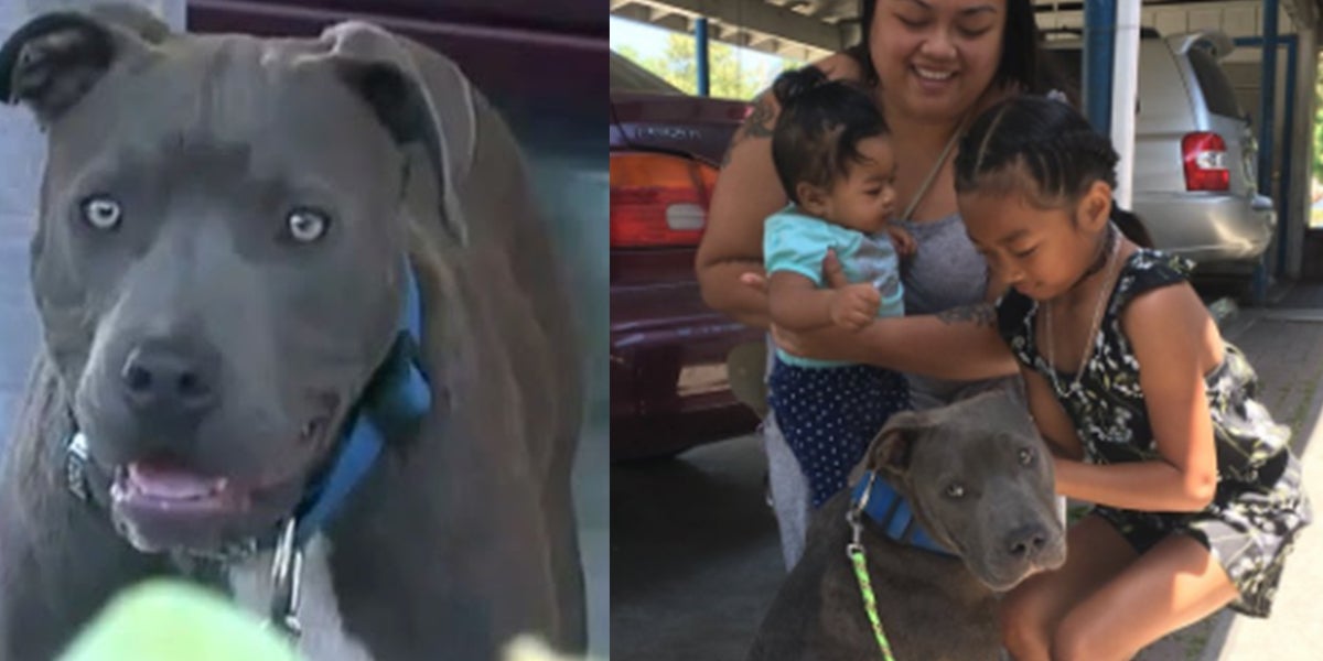 A Heroic Pit Bull Drags A Baby By Diaper To Save It From Fire