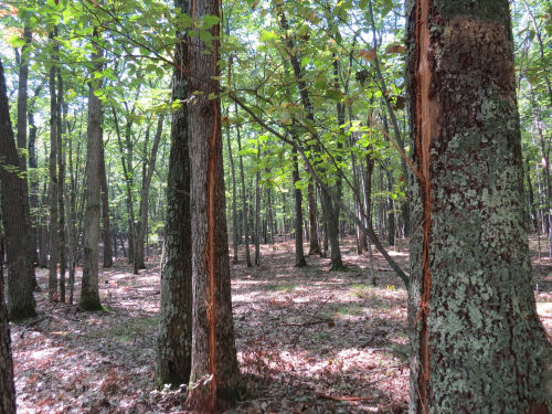 lightning struck tree