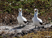 Galapagos Nazca Boobies