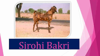 Sirohi_Bakri