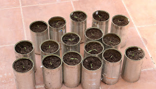 A large number of tomato seedlings