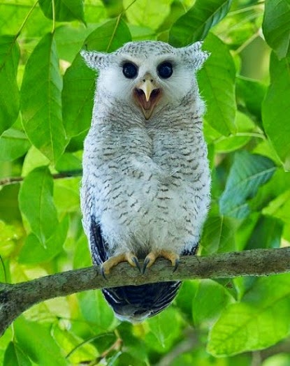 Laughing moment of white owl in forest