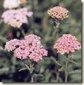 achillea,pianta medicinale,curarsi con le piante,curarsi con le erbe,medicina naturale,medicina erbolario,erbe medicinali,cucina naturale
