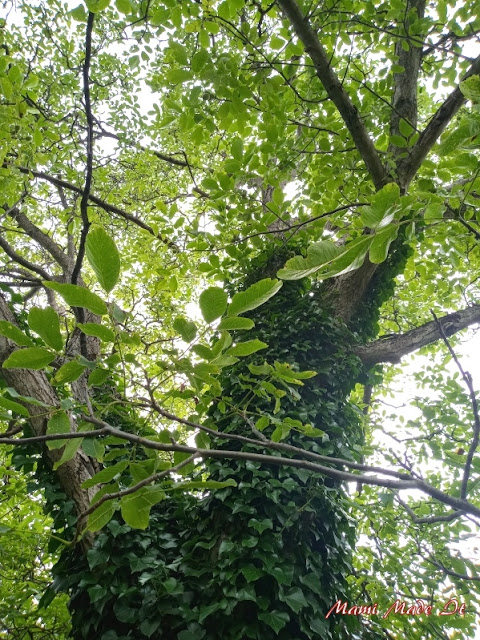 Unser Walnussbaum im Juli. Sattgrüne dicke Blätter und grüne Nüsse.