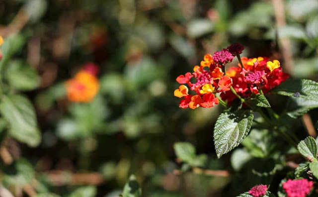 Lantana Flowers Pictures