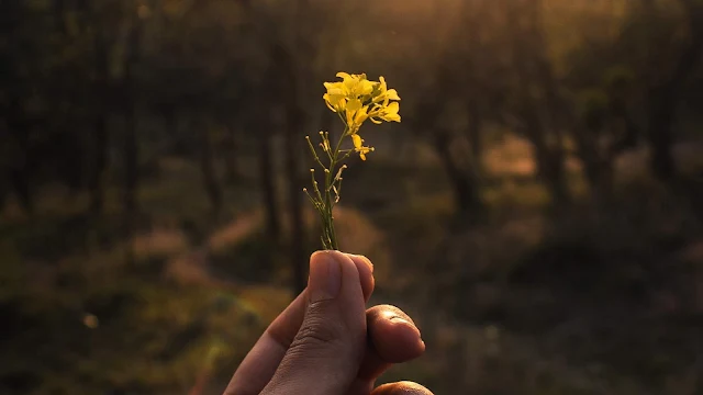 Fotografia, Mão, Flor Amarela, Natureza