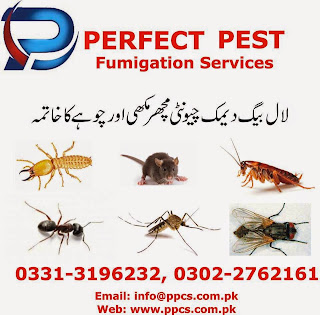 Pest Control Services i Karachi