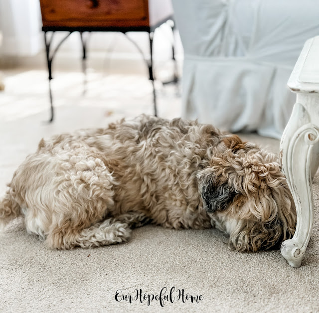 Irish soft coated wheaten terrier on living room rug