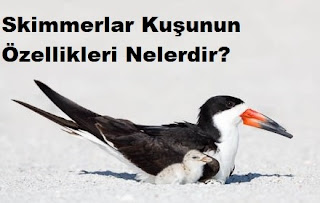 Skimmerlar Kuşunun Özellikleri Nelerdir?