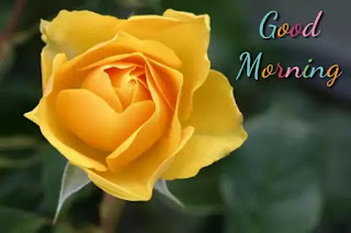 Good morning rose images