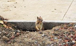 Burrow Blocker Ground Squirrel & Prairie Dog Control