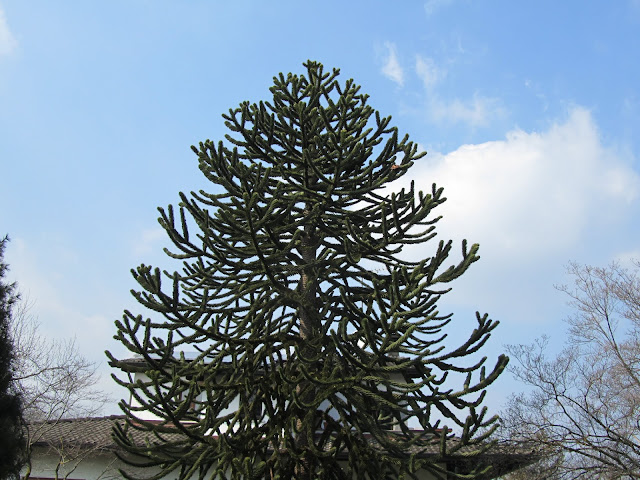 Araucaria araucana