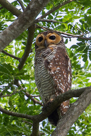 Spotted wood owl, which are nationally critically endangered.
