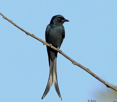 "Ashy Drongo - Dicrurus leucophaeus, winter visitor perched on a branch of mulberry tree."