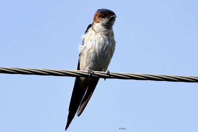 Red-rumped Swallow -