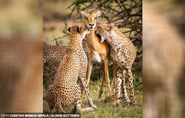 'Ibu Cheetah ajar anak memburu' - Photographer nafi kisah palsu ibu rusa korbankan diri untuk selamatkan 2 anaknya