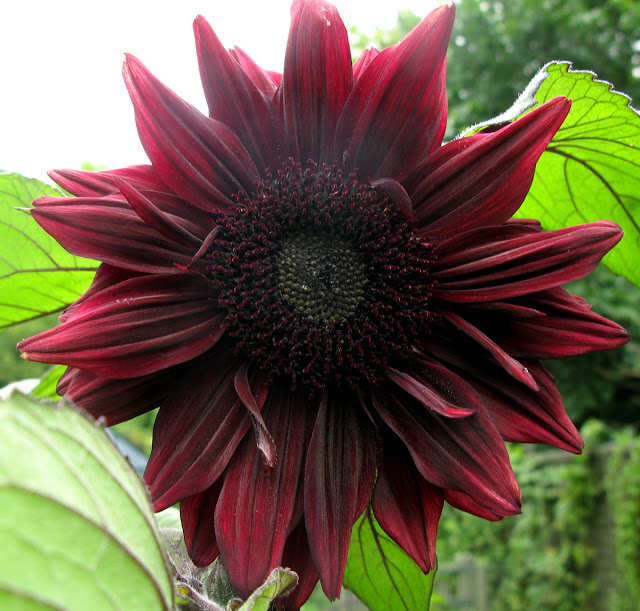 'Black Magic' sunflower.